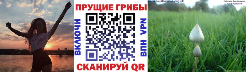 Галлюциногенные грибы Cubensis  Каспийск 